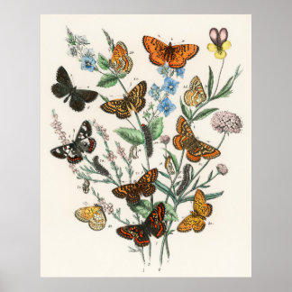 Belle affiche papillon - Art Vintage