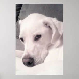 Belle affiche Regal White Labrador Mix Dog Grey Po