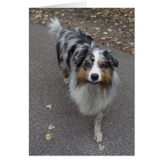 Belle Aussie multicolore (Devant)