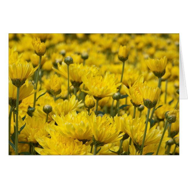 Belle automne Chrysanthemum photo florale (Devant horizontal)
