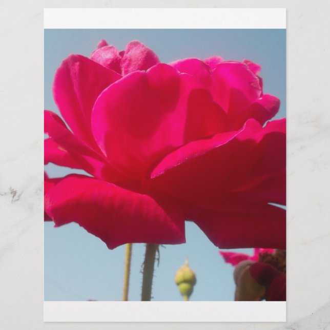 Belle belle Rose céleste rouge contre bleu (Devant)