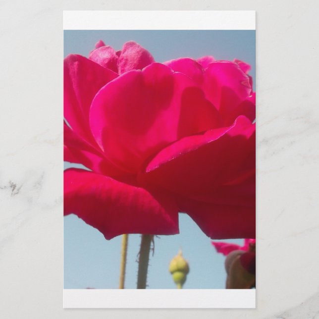 Belle belle Rose céleste rouge contre bleu (Devant)