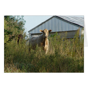 Belle Bovine Toute Occasion Carte de voeux vierge