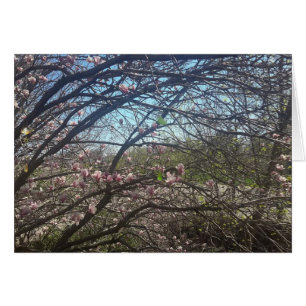 Belle Branches Arbre Magnolia Arbre Carte Vierge