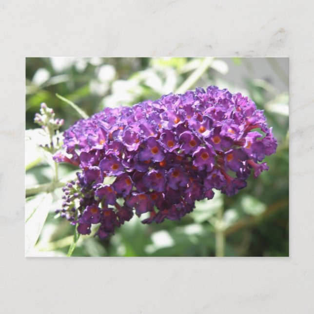 Belle Buddleia violet Fleurs Carte postale (Devant)