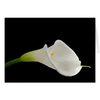 Belle calla blanche