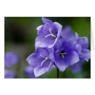 Belle Campanula Bellflower