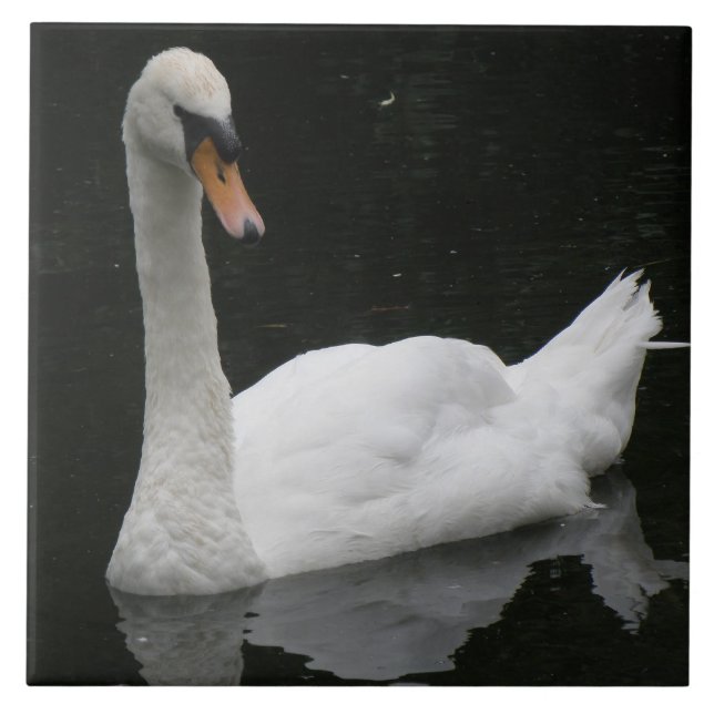 Belle Carreaux de Cygne Blanc (Devant)