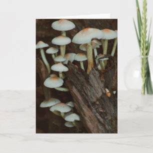Belle carte blanche photo de champignons