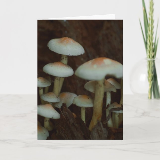 Belle carte blanche photo de champignons (Devant)