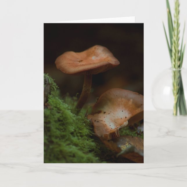 Belle carte blanche photo de champignons (Devant)