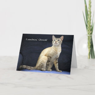 Cartes Chat Siamois D Anniversaire Zazzle Fr