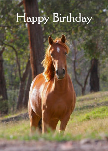 Cartes Cheval D Anniversaire Zazzle Fr Cartes Cheval D Anniversaire Zazzle Fr