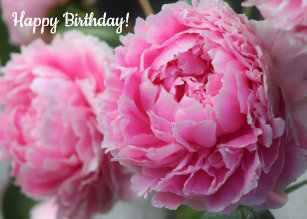 Cartes Pivoine D Anniversaire Zazzle Fr