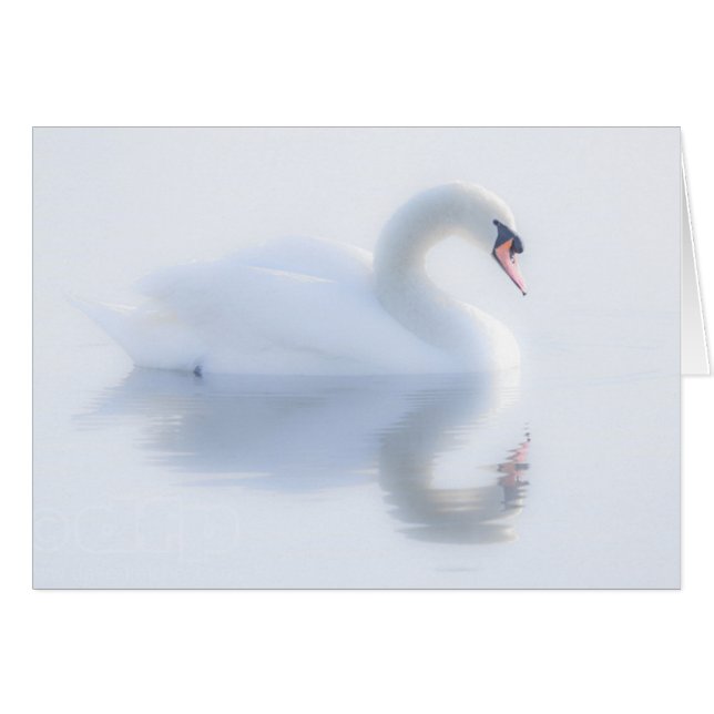 Belle carte de cygne (Devant horizontal)