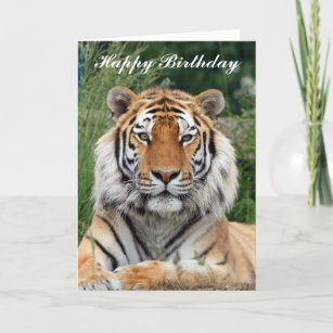 Cartes De Tigre Grandes D Anniversaire Zazzle Fr