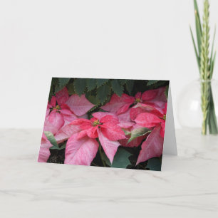 Belle carte de Noël de photo de poinsettias