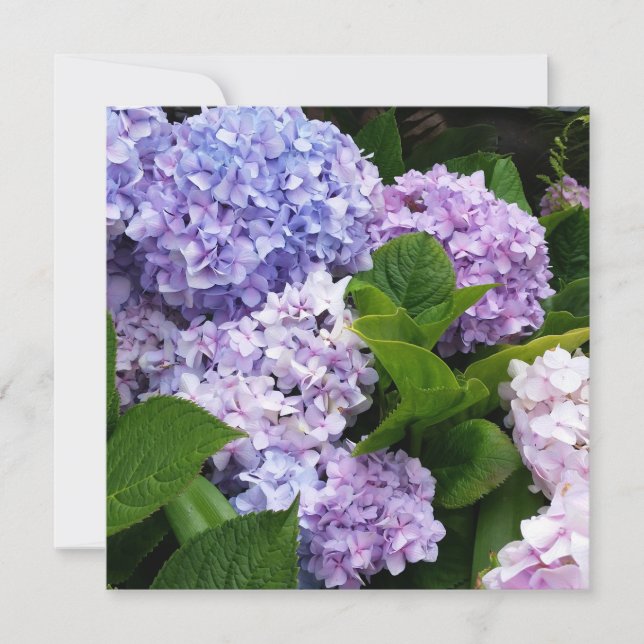 Belle carte de notes Hydrangeas (Devant)