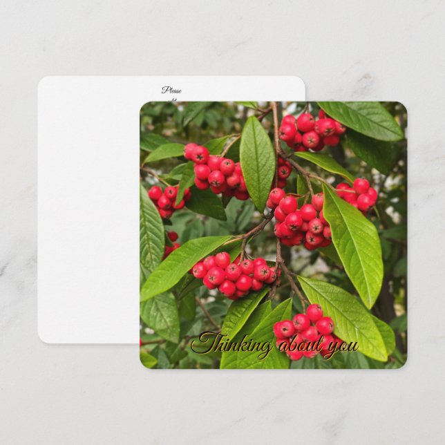 Belle carte de salutation aux fruits d'automne (Devant / Derrière)