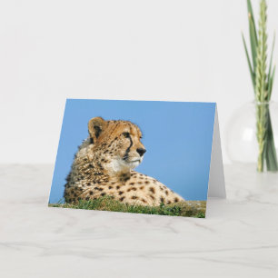 Belle Carte de voeux Cheetah.