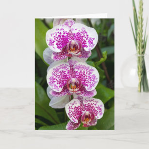 Belle carte de voeux orchidée