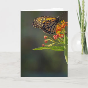 Belle carte de voeux Papillon blanc