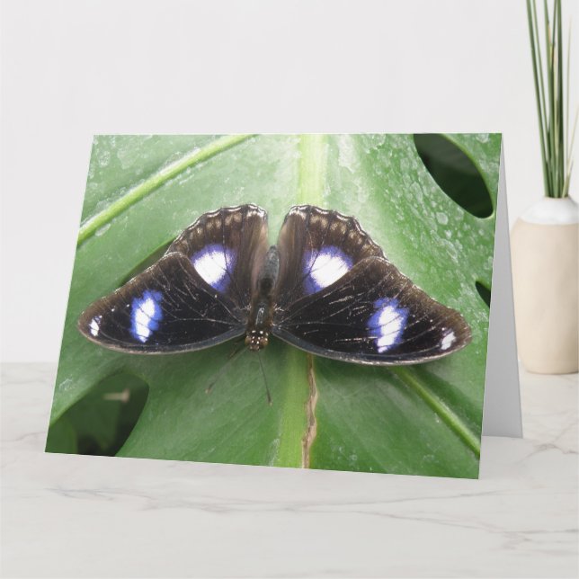 Belle carte de voeux Papillon Bleu tacheté (Devant)