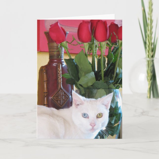 Belle carte de voeux pour chats ! (Devant)