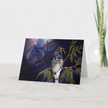 Belle carte d'oiseaux sauvages "Love" Blue Jay