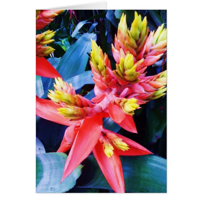 Belle carte exotique de fleur de jaune orange (Devant)