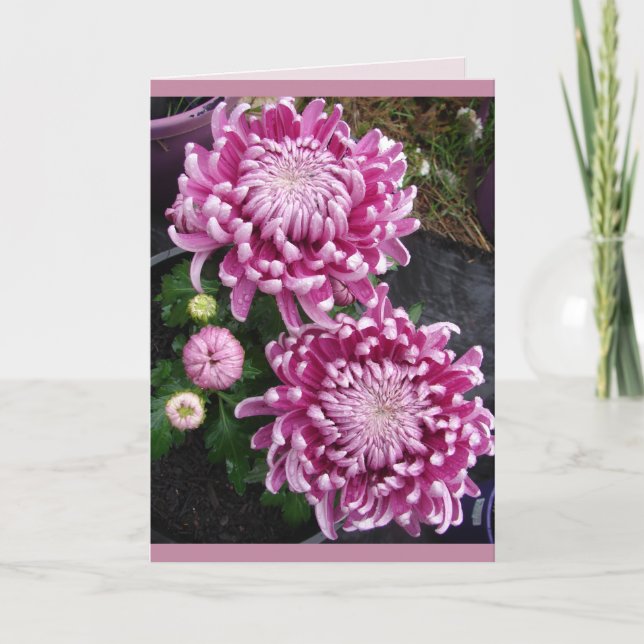 Belle carte florale aux fleurs de chrysanthème ros (Devant)
