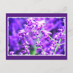 Belle Carte postale aux fleurs violettes