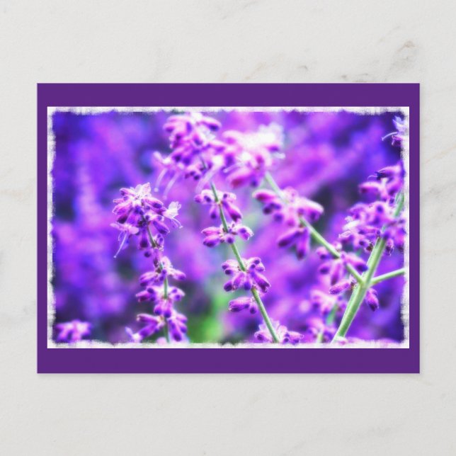 Belle Carte postale aux fleurs violettes (Devant)
