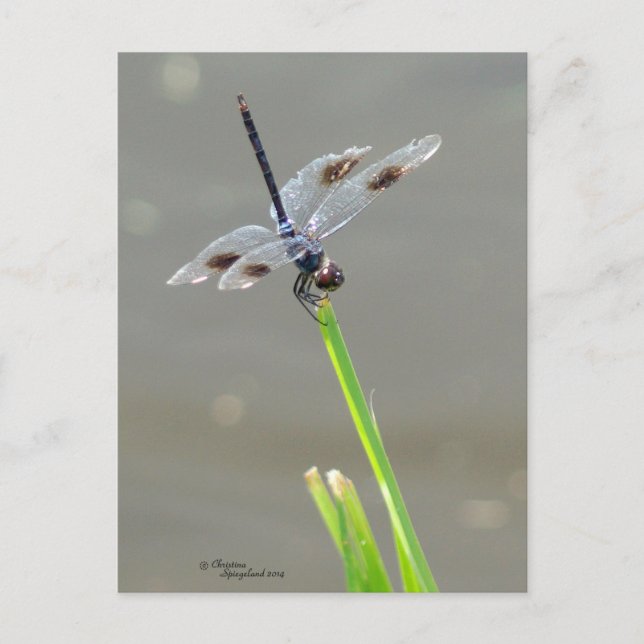 Belle carte postale Bleue Dragonfly (Devant)