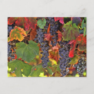 Belle Carte postale couleur Vin d'automne