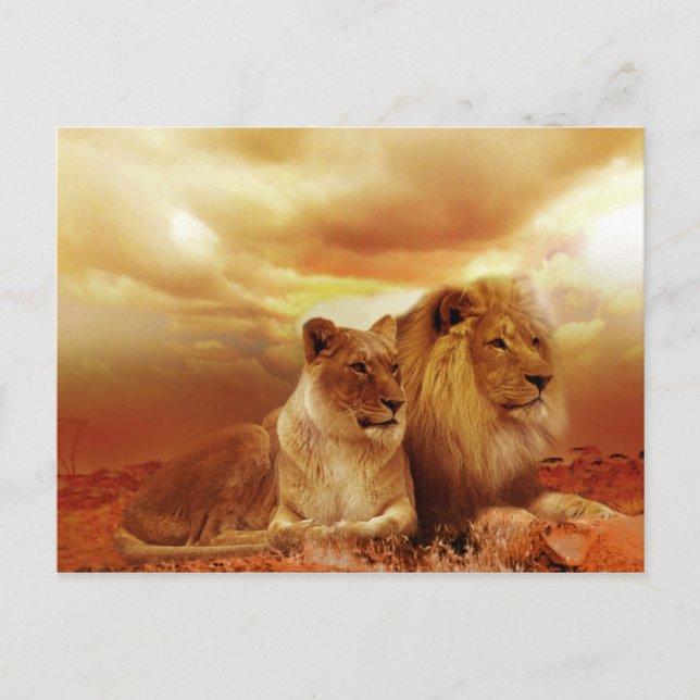 Belle carte postale Couple Lion (Devant)