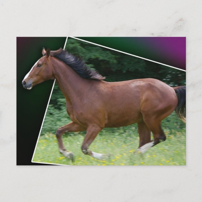 Belle carte postale de cheval (Devant)