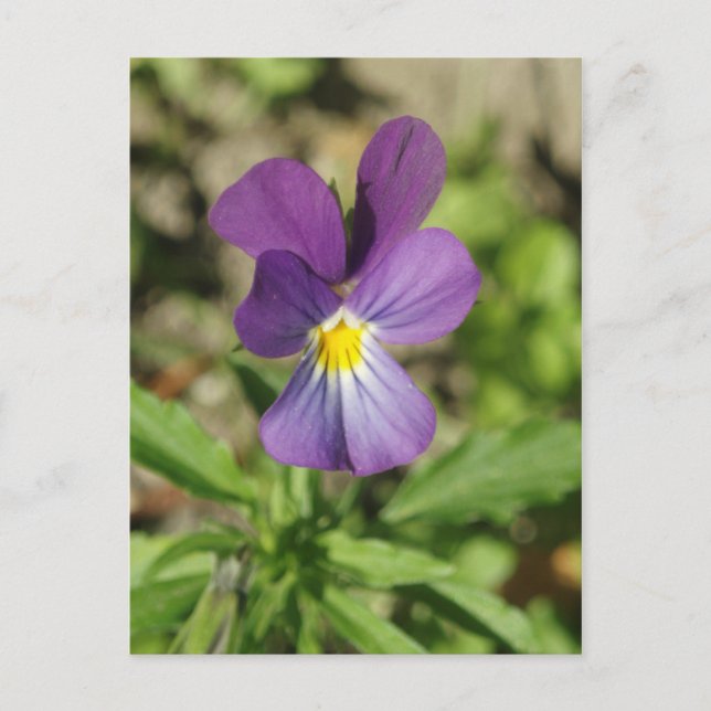 Belle carte postale de fleur de violet (Devant)
