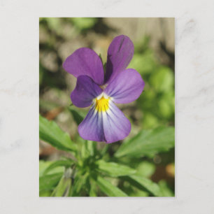 Belle carte postale de fleurs de violet