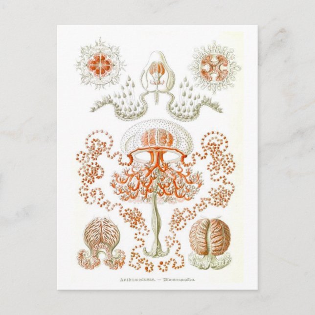 Belle carte postale de méduses (Devant)