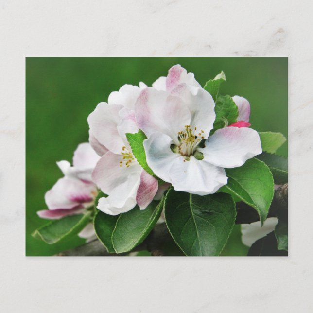 Belle carte postale de printemps avec un pommier e (Devant)