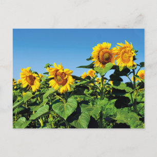 Belle carte postale de tournesols ukrainiens