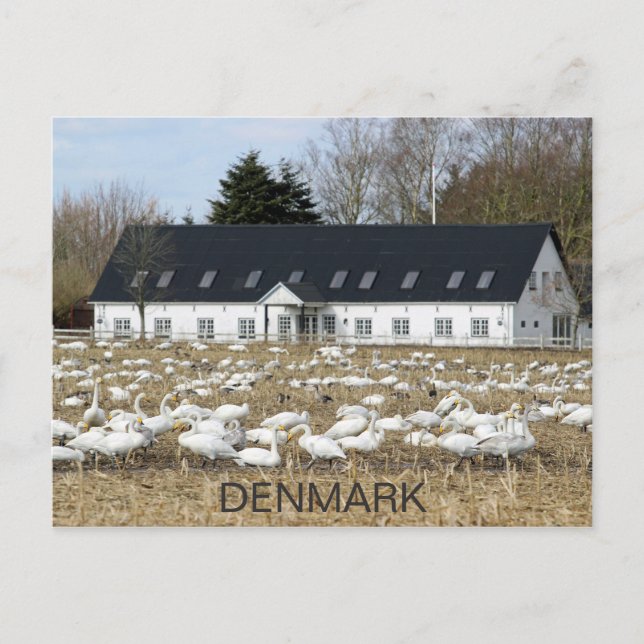Belle carte postale des cygnes du Danemark ! (Devant)