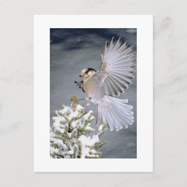 Belle carte postale d'hiver aux oiseaux (Devant)