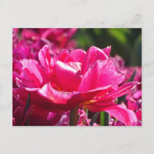 Belle carte postale DIY de gros plan de tulipe ros