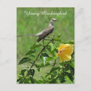 Belle carte postale d'oiseau-de-mouton