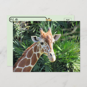 Belle carte postale Giraffe