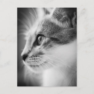 Chat Noir Blanc Cartes postales Pas de quantit minimum Zazzle FR