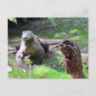 Belle carte postale Komodo Dragon
