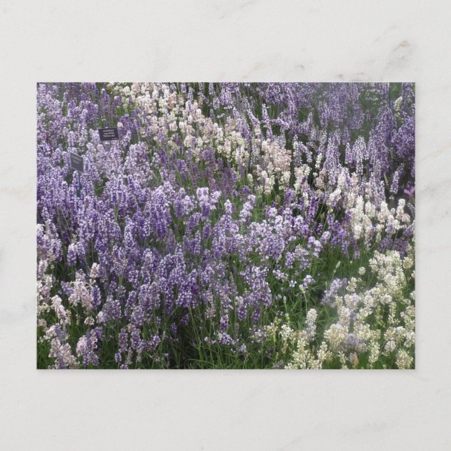 Belle carte postale Lavender (Devant)